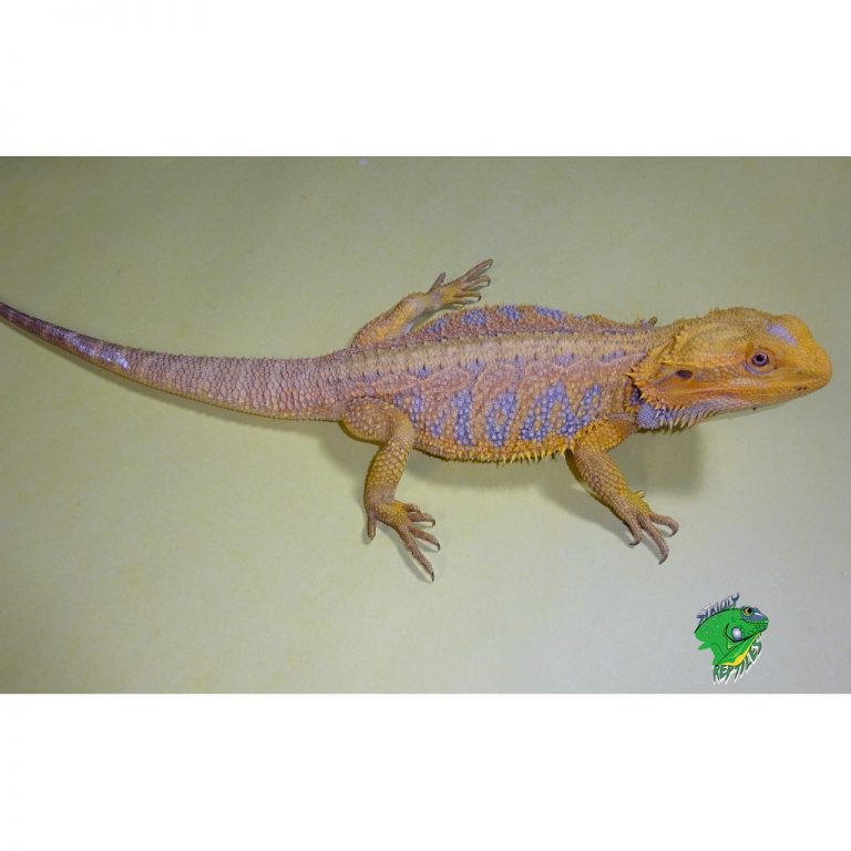 citrus dragon webkinz