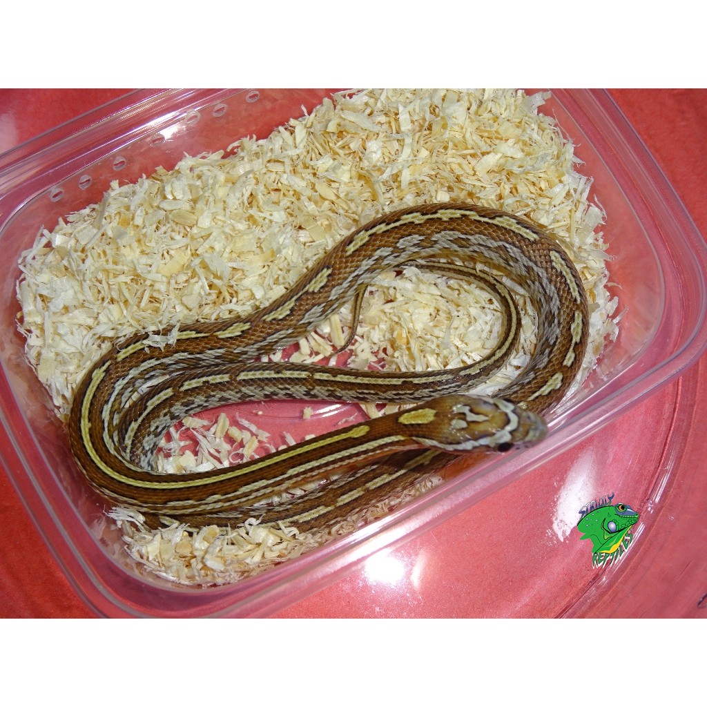 caramel tessera corn snake