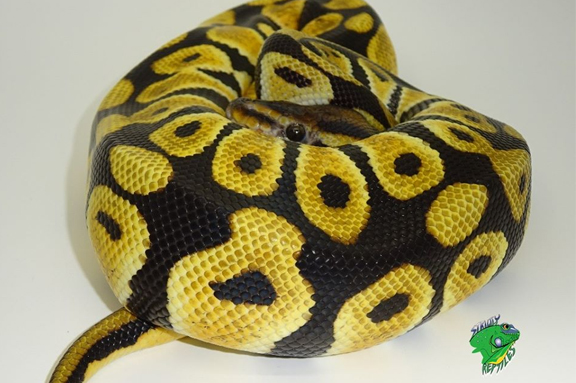 Reasons Why Cool Reptile Pets Are So Popular - Strictly ...