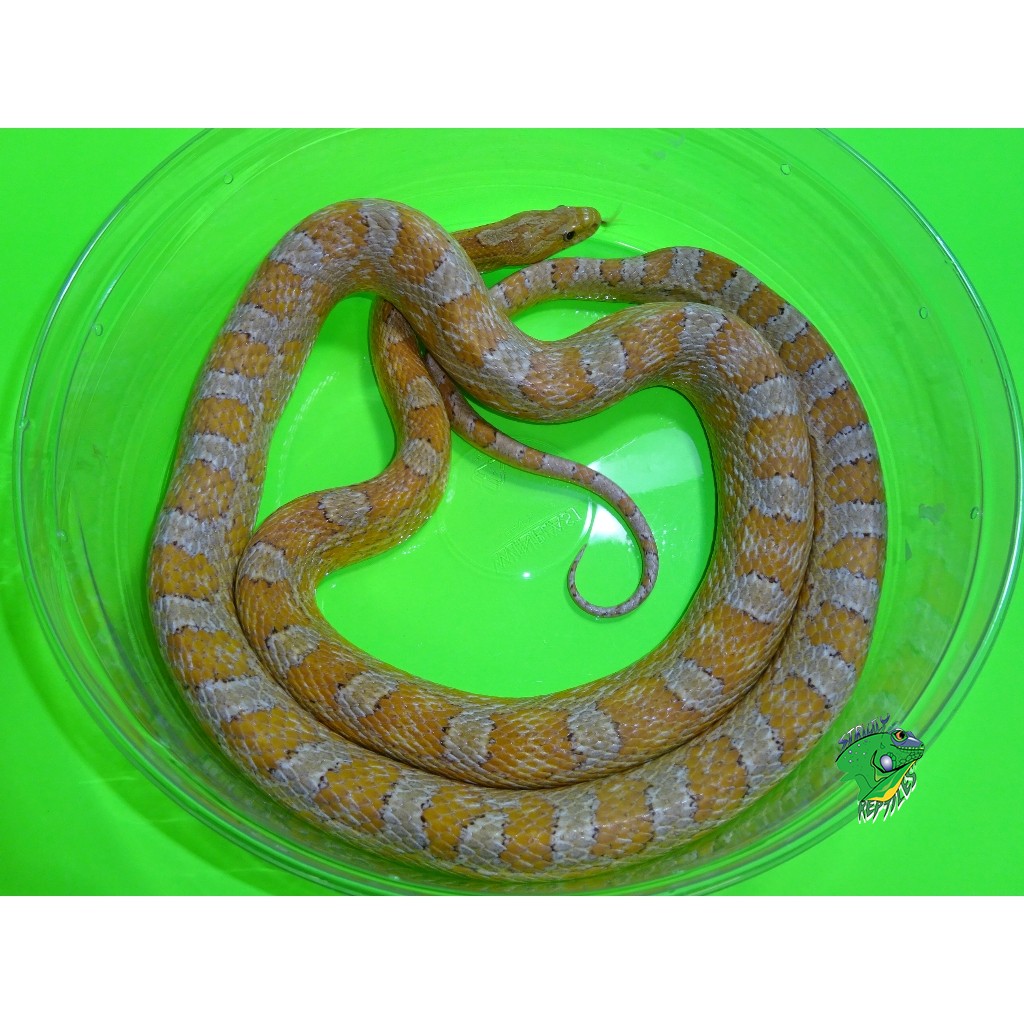 Amber Corn Snake - baby - Strictly Reptiles Inc.