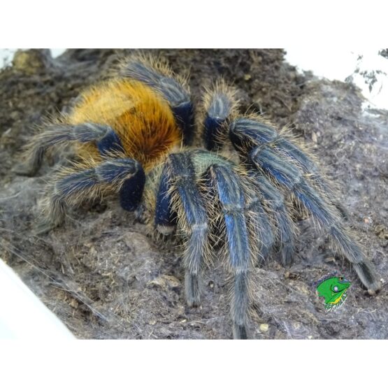 Green Bottle Blue Tarantula Adult Female Strictly Reptiles   Green Bottle Blue Tarantula Adult Female 000 Lg 555x555 