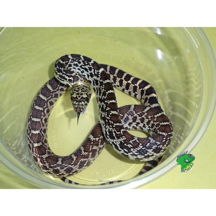 Kankakee Bull Snake – baby Male – Strictly Reptiles Inc.