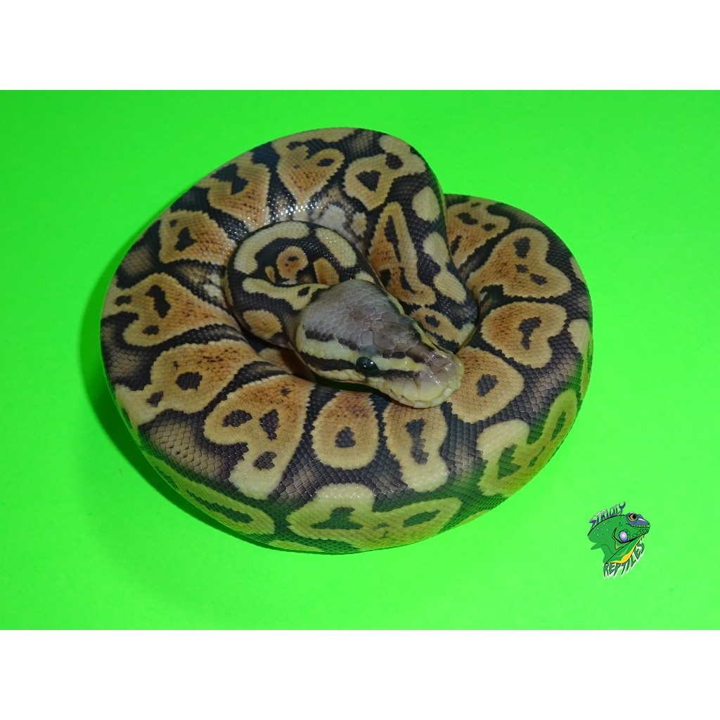 Pastel Ghost Ball Python