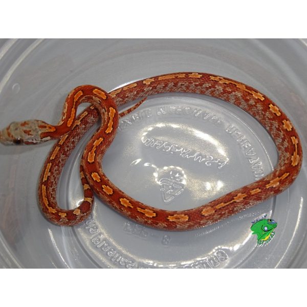 Tessera Blood Red Corn Snake – Baby – Strictly Reptiles Inc.