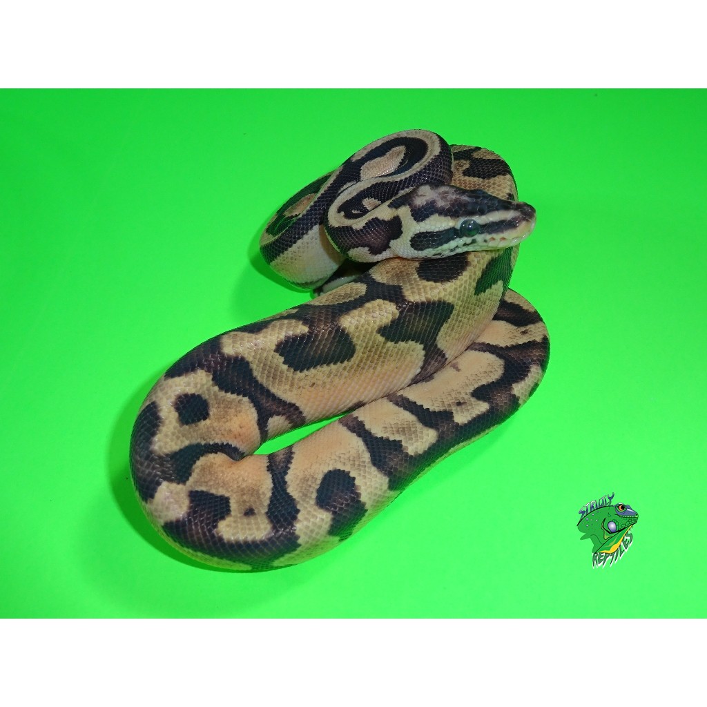 Enchi Super Pastel Ball Python - hatchling - Strictly Reptiles Inc.