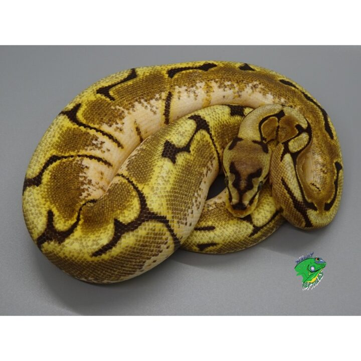 Granite Spider Ball Python - hatchling