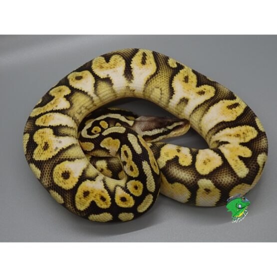 Super Pastel Calico Ball Python - baby - Strictly Reptiles