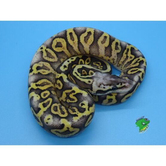 Piebald Ball Python - 60% 