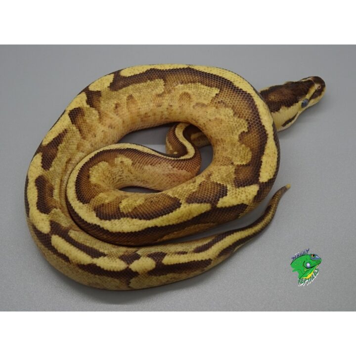 Fire Vanilla Ball Python - hatchling