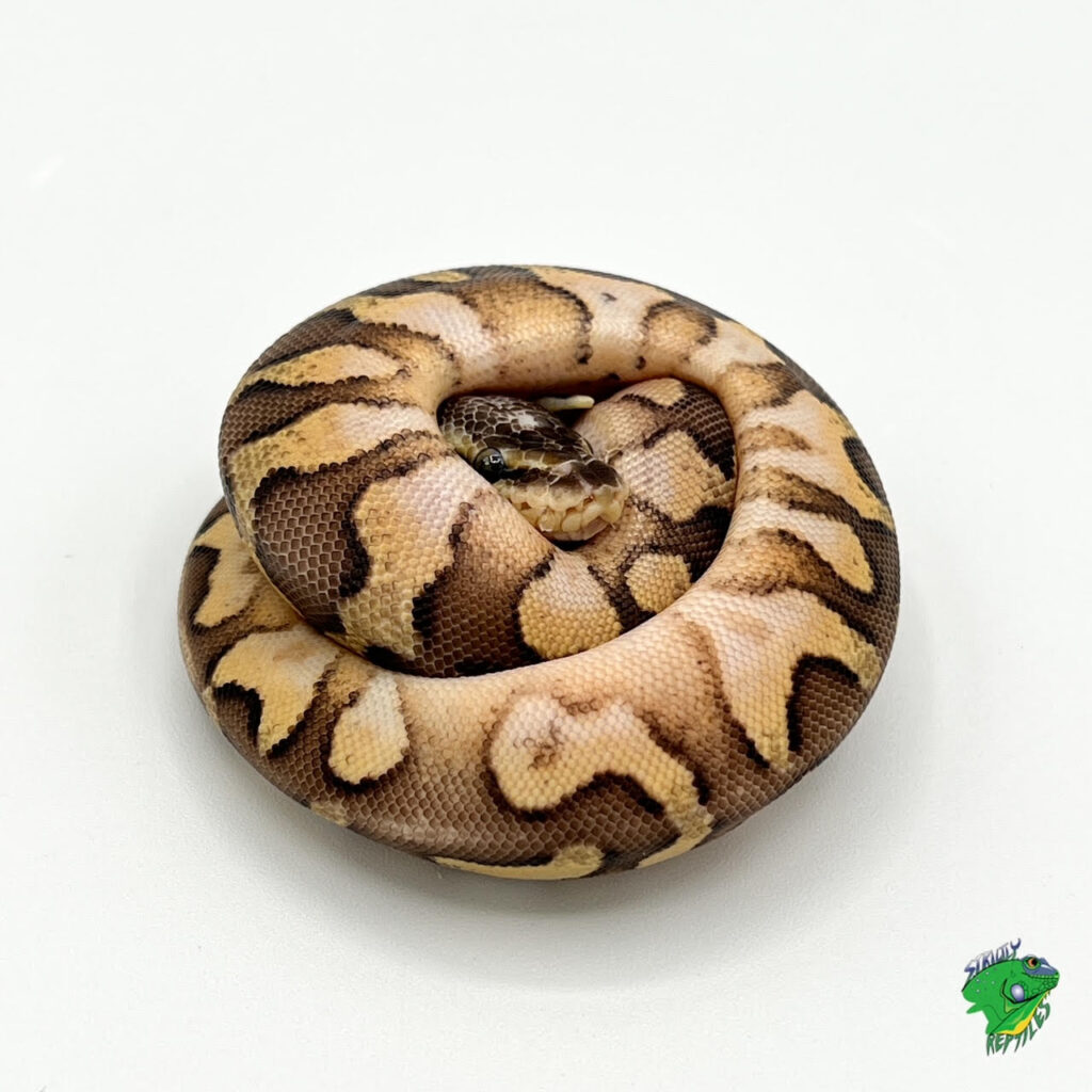 Pastel Calico Ball Python - baby - Strictly Reptiles