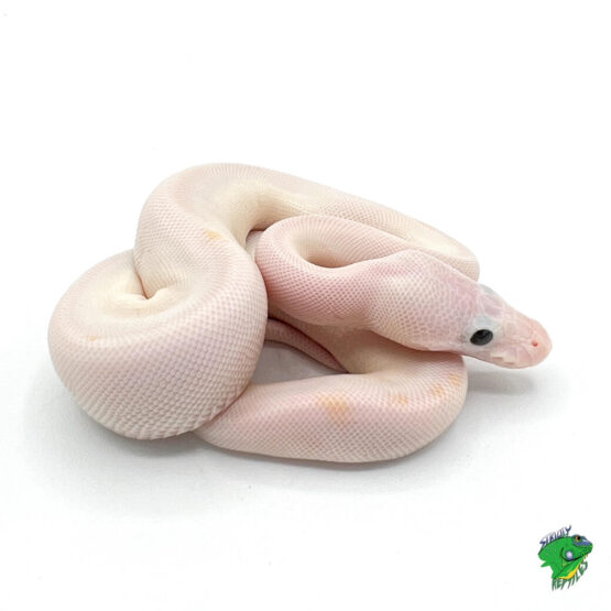 Black Eyed Lucy Ball Python - baby - Strictly Reptiles Inc.