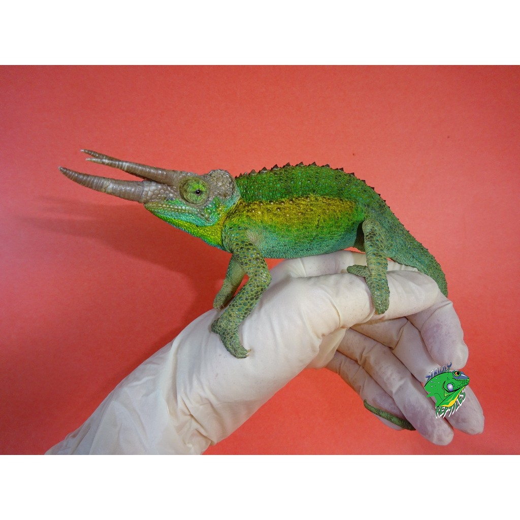 Rainbow Jackson’s Chameleon – juvenile to adult male – Strictly