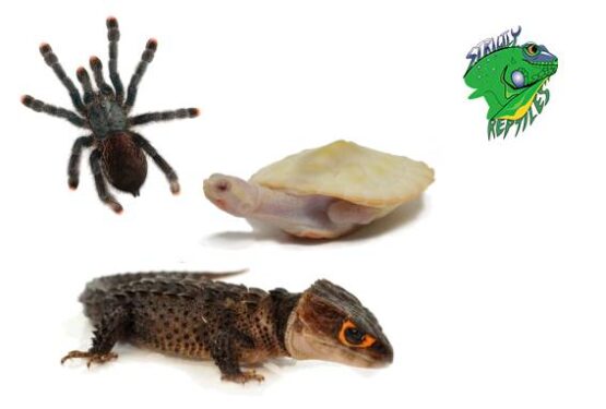 Exotic Pets For Sale Online at Strictly Reptiles – Strictly Reptiles Inc.