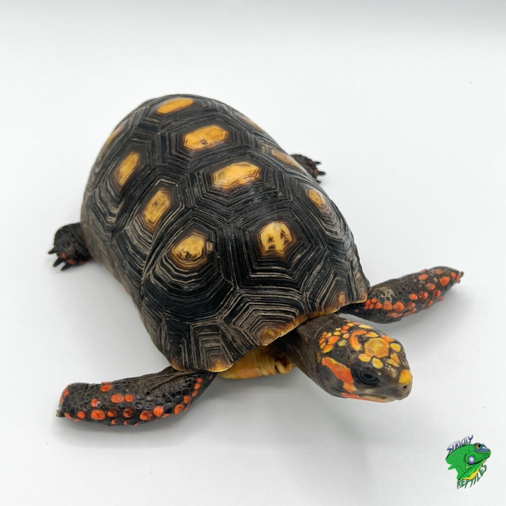 Sulcata Tortoise - cb baby - Strictly Reptiles