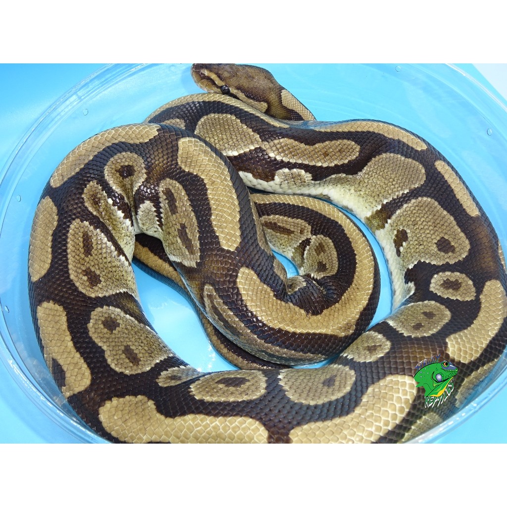 Specter Ball Python – hatchling – Strictly Reptiles Inc.