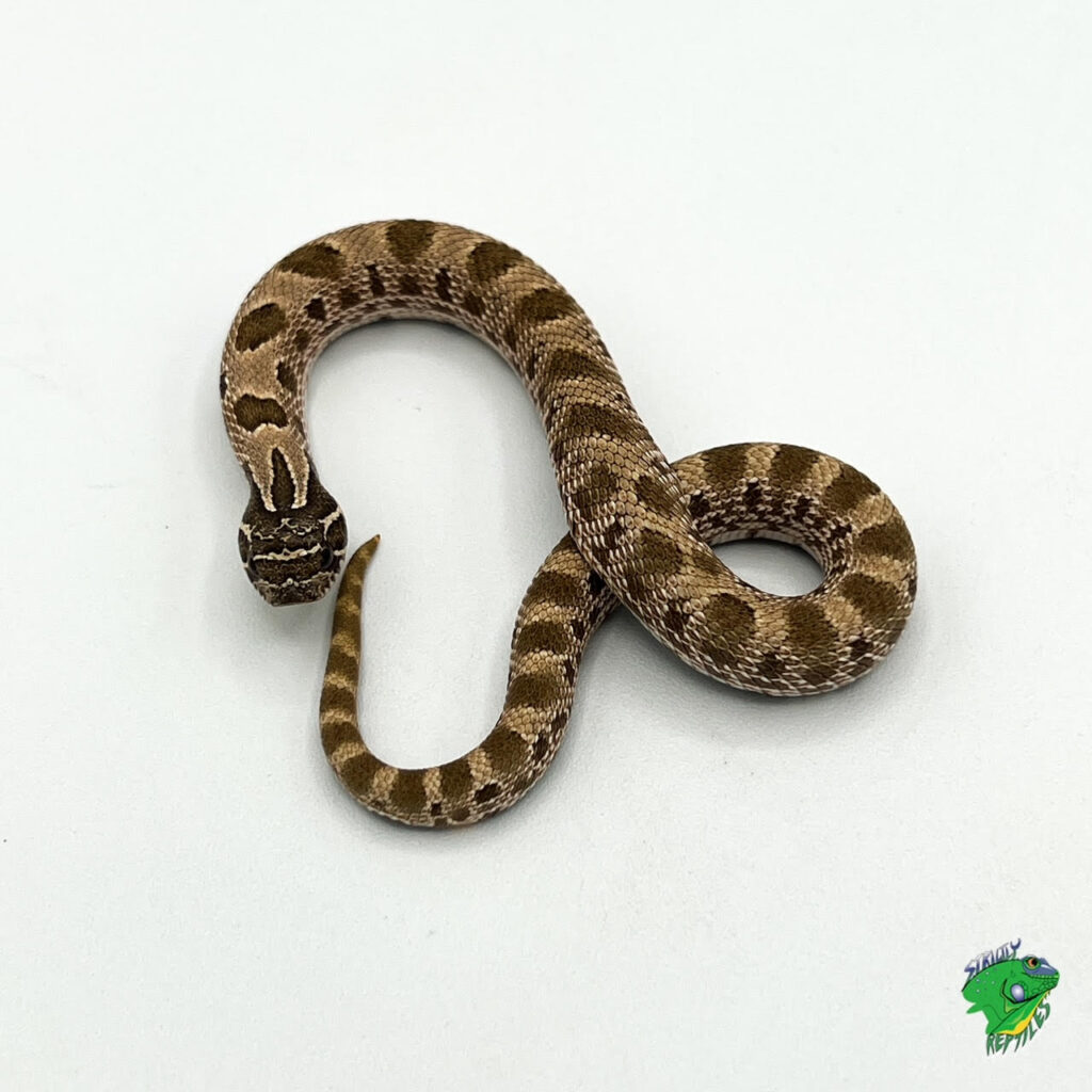 Hypo Stillwater Bull Snake - baby - Strictly Reptiles