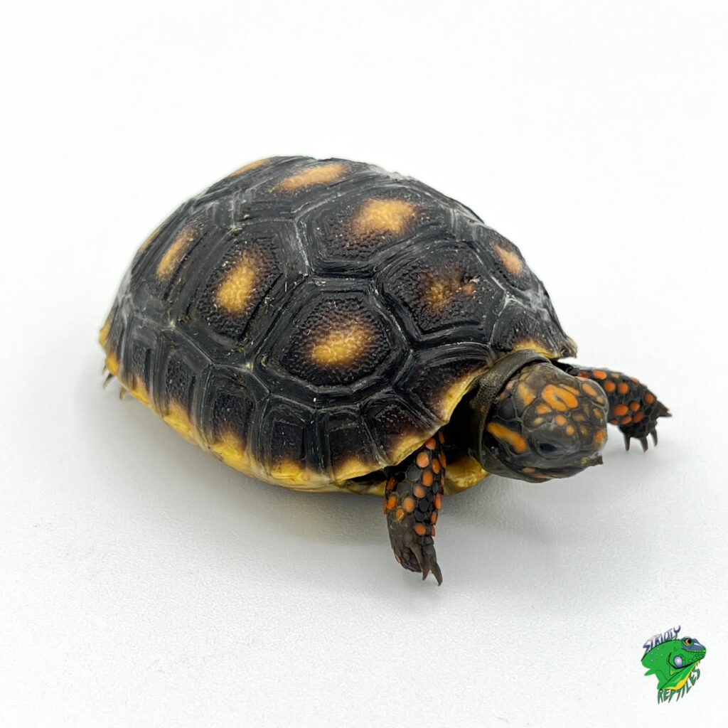 Sulcata Tortoise - cb baby - Strictly Reptiles