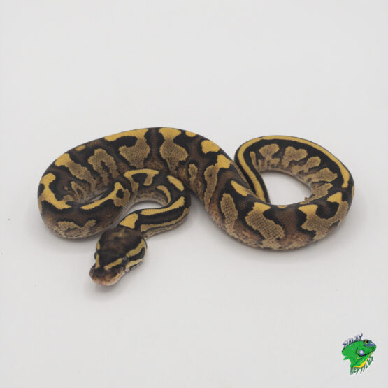 Fire Yellow Bellied Ball Python - cb baby