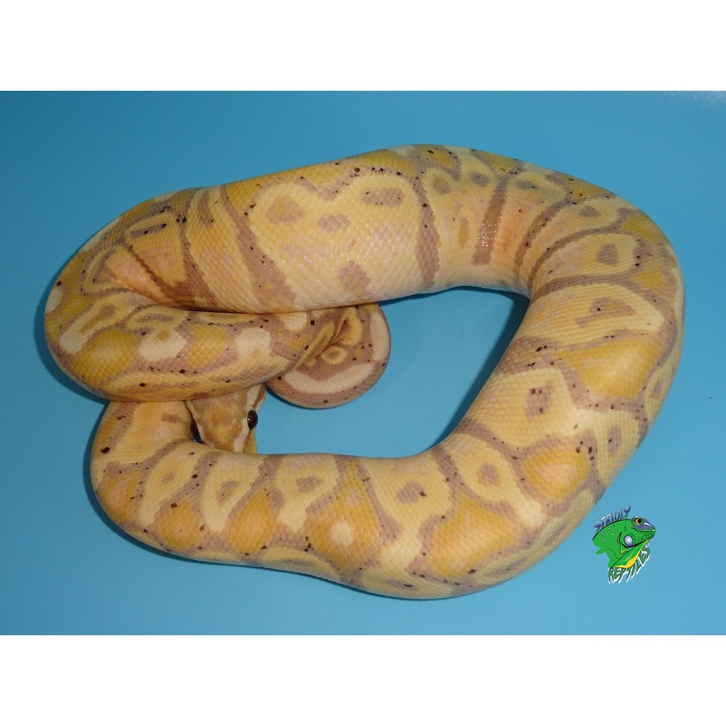 Banana Sable Ball Python - baby - Strictly Reptiles