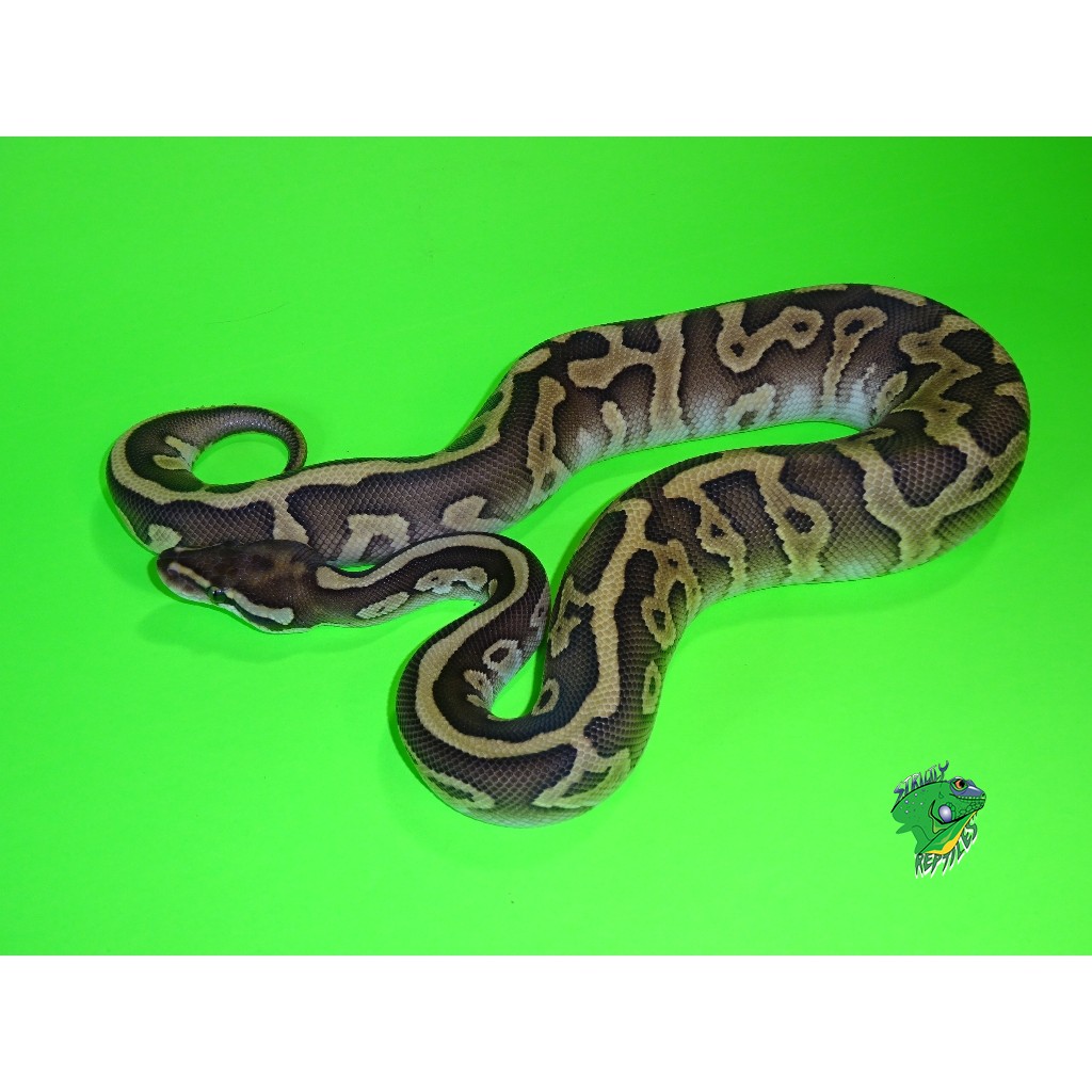 Leopard Lesser Ball Python - big baby female - Strictly Reptiles Inc.