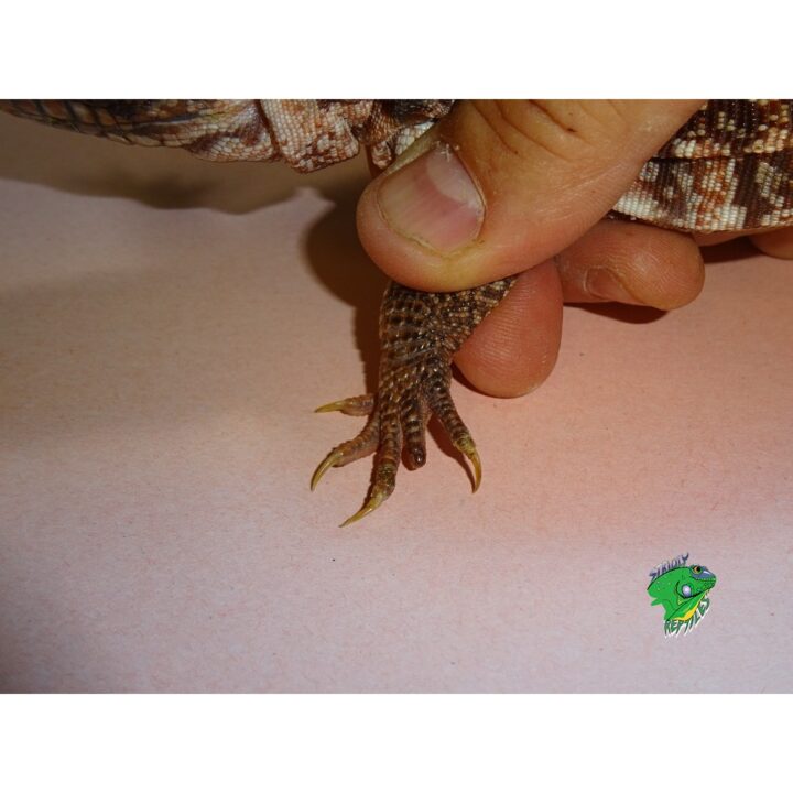 Red Tegu - Juveniles nip toes NO FLORIDA SALES - Image 2