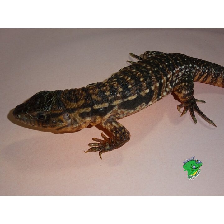 Red Tegu - Juveniles nip toes NO FLORIDA SALES