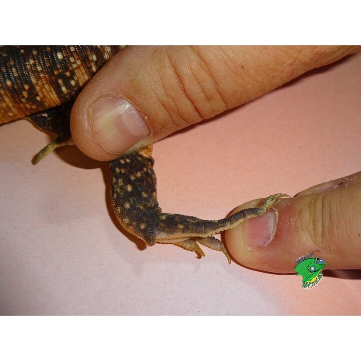 Red Tegu - Juveniles nip toes NO FLORIDA SALES - Image 3