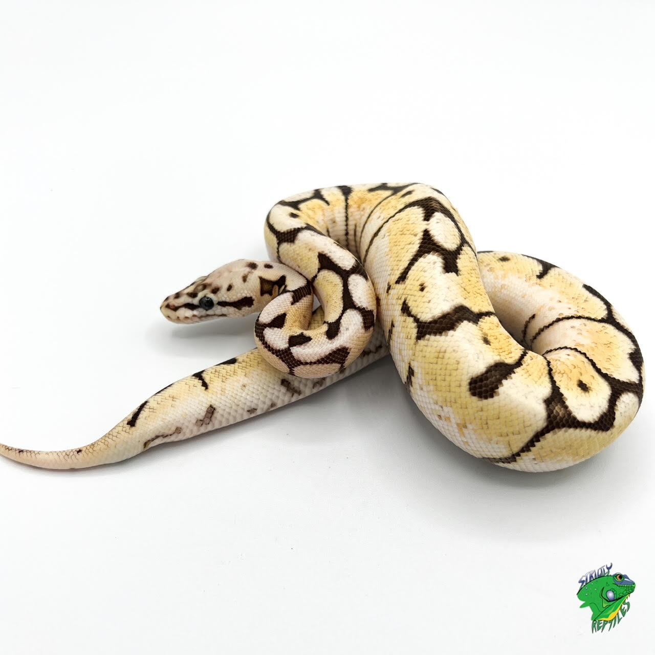 Fire Bumble Bee Ball Python - Big Baby - Strictly Reptiles Inc.