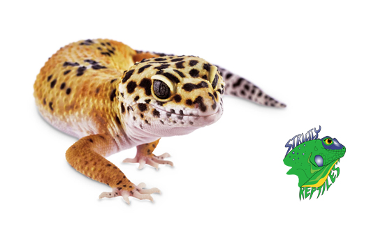 Wholesale Reptile Supplies and Food - Strictly Reptiles Inc.