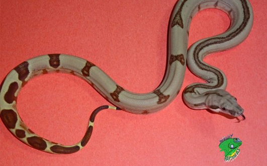 Buying Ball Python Morphs For Sale Strictly Reptiles Inc,What Is Pectinase