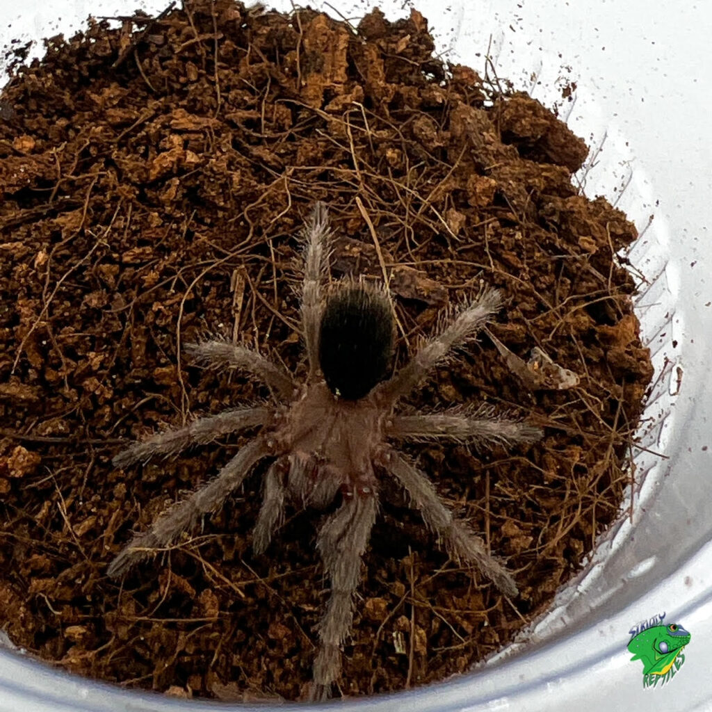 Israeli Desert Huntsman Spider - adult - Strictly Reptiles Inc.