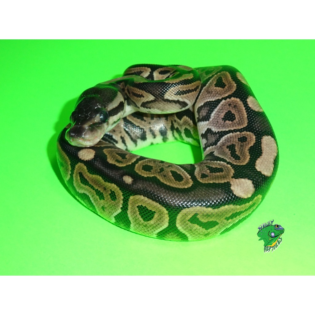 Cinnamon Vanilla Ball Python - Baby - Strictly Reptiles Inc.