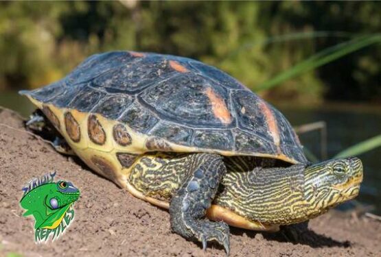 Pet Turtles For Sale Perfect For Beginners – Strictly Reptiles Inc.