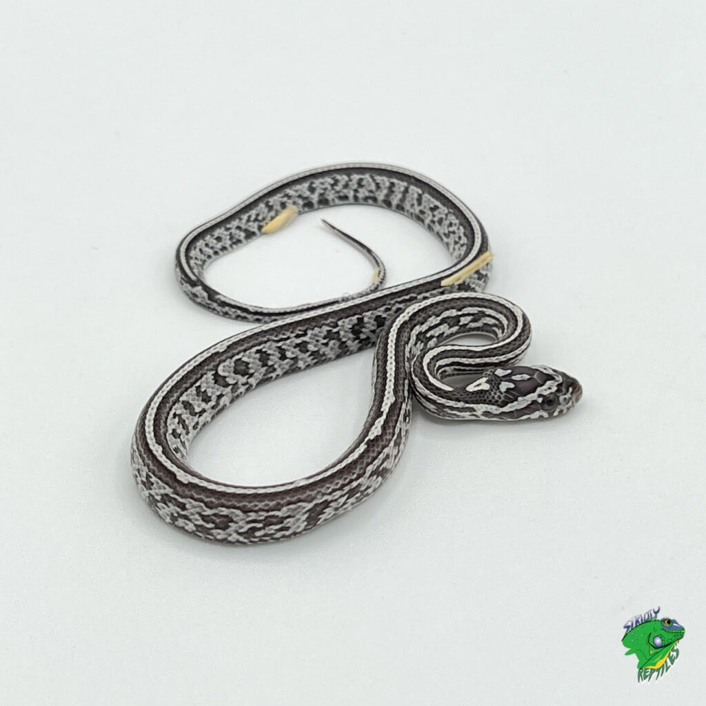 Tessera Snow Corn Snake – baby – Strictly Reptiles Inc.