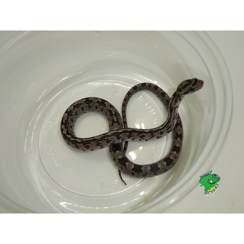 Black Albino Terrazzo Blood Corn Snake - baby - Strictly Reptiles Inc.