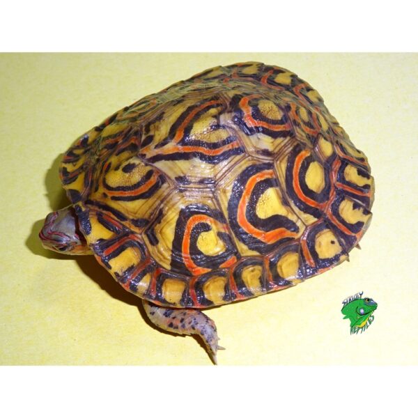 High Yellow Central American Ornate Wood Turtle - 3 to 4 inch ...