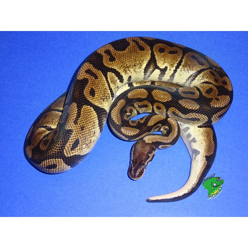 Orange Dream Het Ghost Ball Python Male Strictly Reptiles Inc - Riset