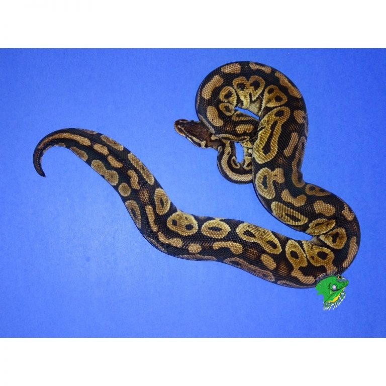 Pastel Mocha Ball Python - babies to juveniles - Strictly Reptiles