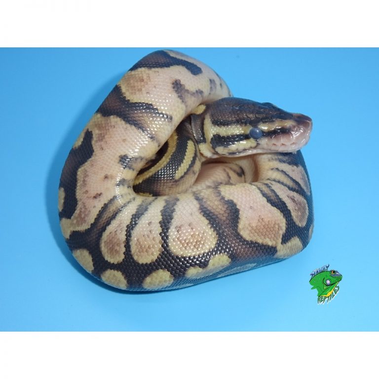 yellow python toy