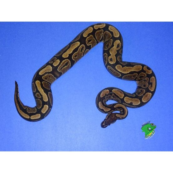 Sable Odd Ball Python - adult female - Strictly Reptiles