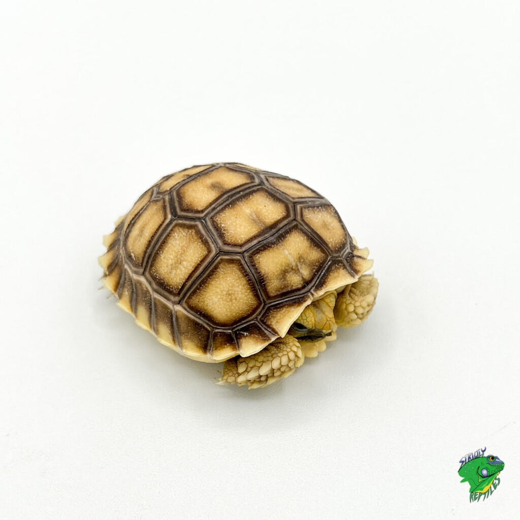 Sulcata Tortoise - cb baby - Strictly Reptiles