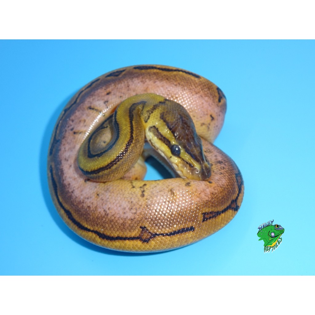 pinstripe ball python baby