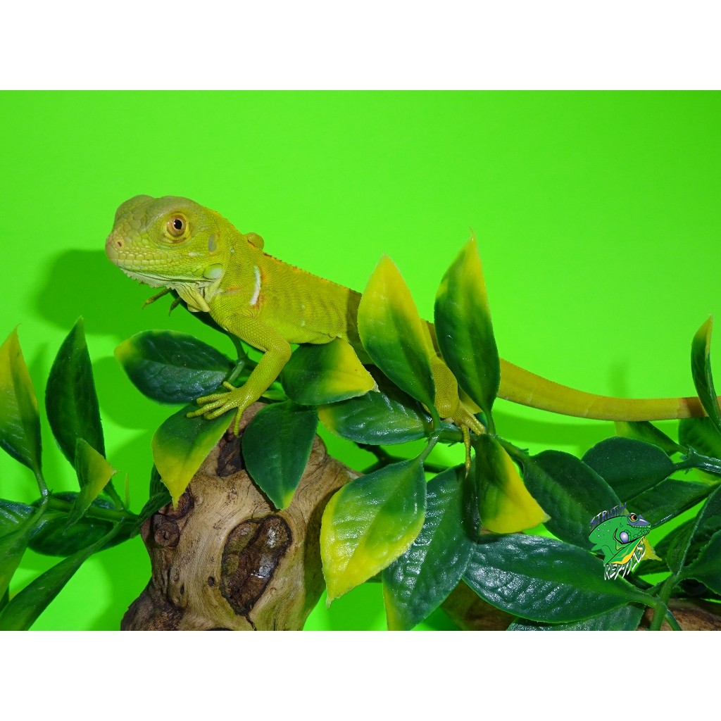 Wholesale Reptiles and Supplies Online – Strictly Reptiles Inc.