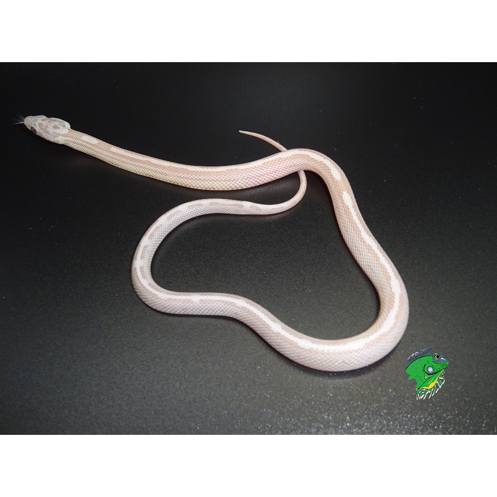 Ice Motley Corn Snake - baby - Strictly Reptiles Inc.
 Scaleless Corn Snake Price