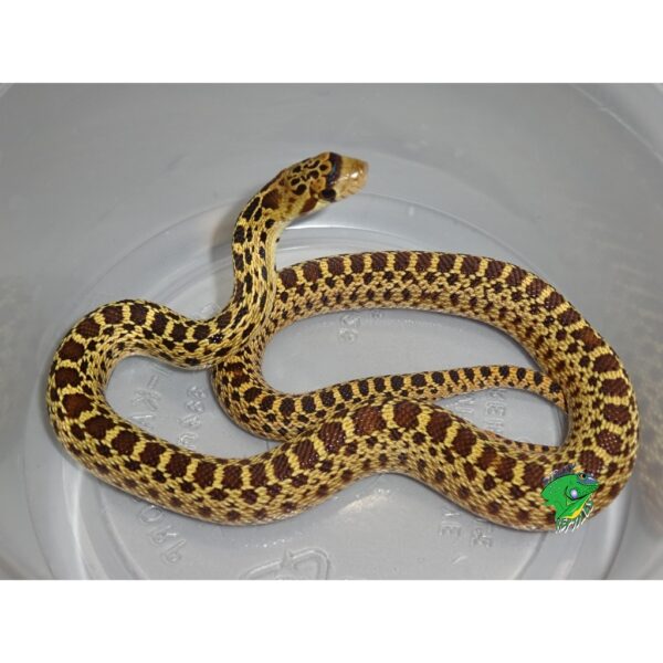 Pacific Gopher Snake Cb Baby Females Strictly Reptiles