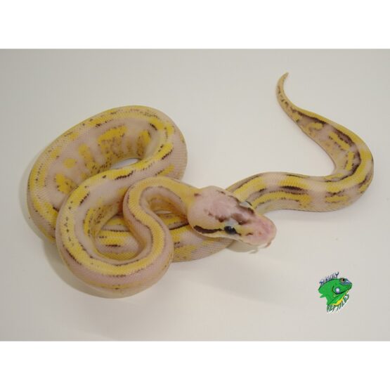 Super Pastel Super Spark Ball Python - hatchling - Strictly Reptiles