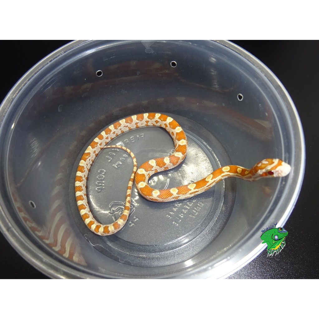 baby creamsicle corn snake