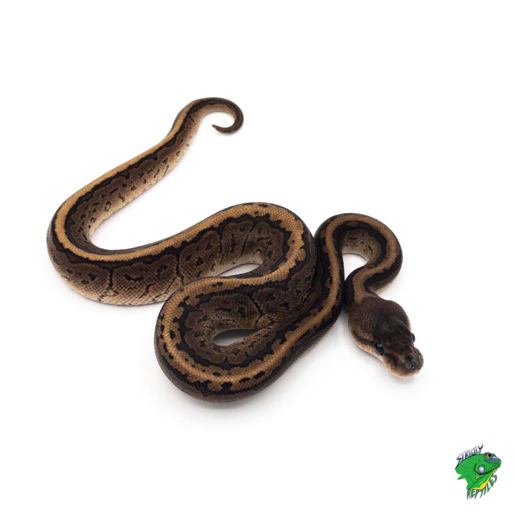 Calico SuperBlast Ball Python – Hatchling – Strictly Reptiles Inc.