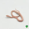 Tessera Snow Corn Snake – baby – Strictly Reptiles Inc.