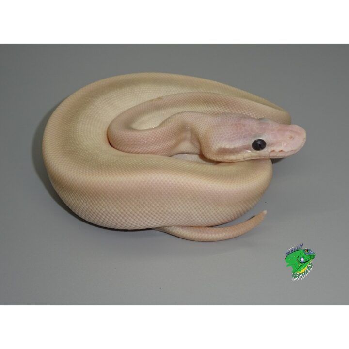 python purple snake